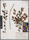 Foto von Salix aurita L.